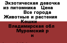 Экзотическая девочка из питомника › Цена ­ 25 000 - Все города Животные и растения » Кошки   . Владимирская обл.,Муромский р-н